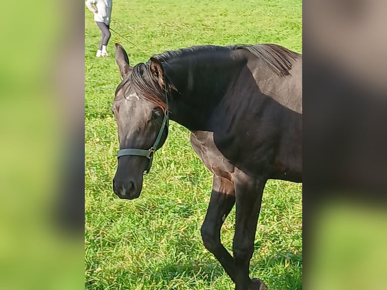 Oldenburger Stute 1 Jahr Rappe in Wülfrath