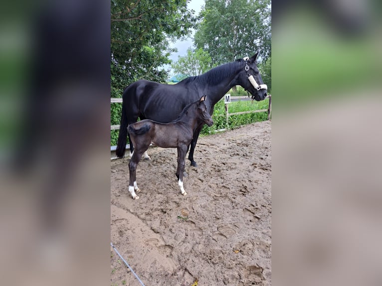 Oldenburger Stute 1 Jahr Schwarzbrauner in Berne