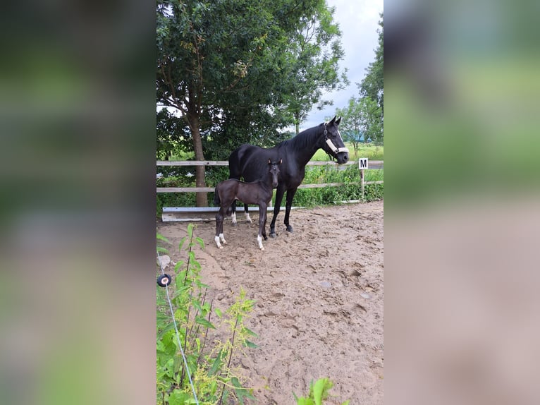 Oldenburger Stute 1 Jahr Schwarzbrauner in Berne