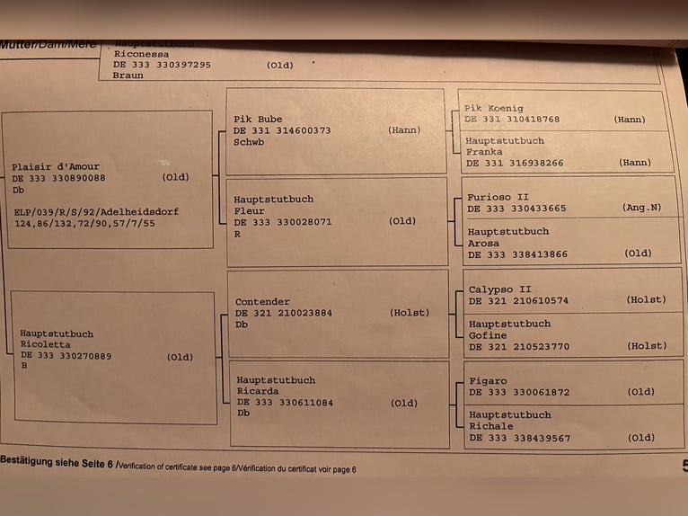 Oldenburger Stute 20 Jahre 163 cm Schwarzbrauner in Warnow