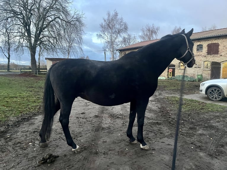 Oldenburger Stute 20 Jahre 163 cm Schwarzbrauner in Warnow