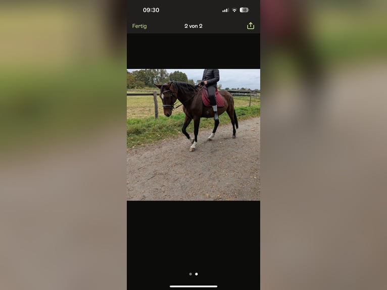 Oldenburger Stute 20 Jahre 165 cm Brauner in Biesenthal