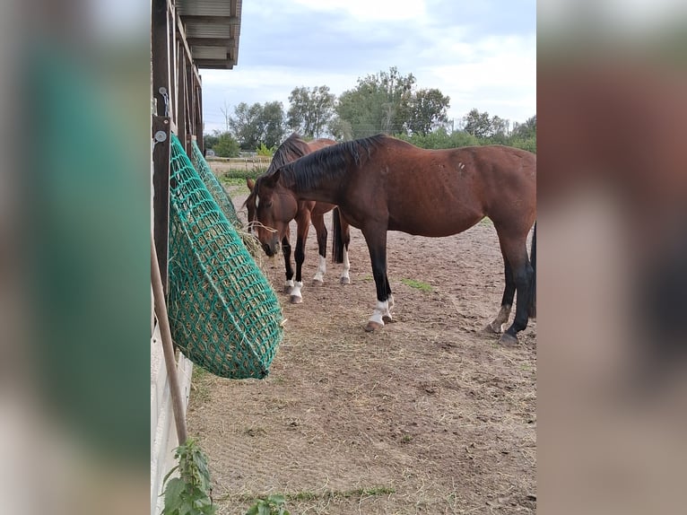 Oldenburger Stute 20 Jahre 165 cm Brauner in Biesenthal