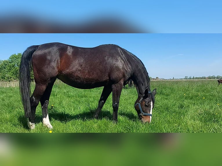 Oldenburger Stute 20 Jahre 165 cm Schwarzbrauner in Nordenham
