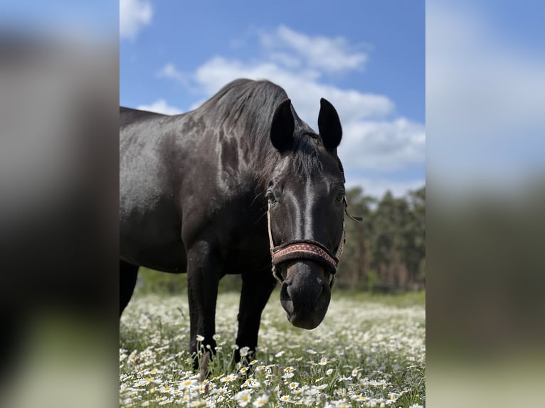 Oldenburger Stute 20 Jahre 166 cm Schwarzbrauner in Glienick