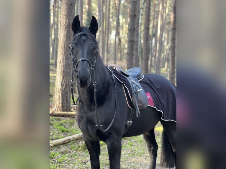 Oldenburger Stute 20 Jahre 166 cm Schwarzbrauner in Glienick