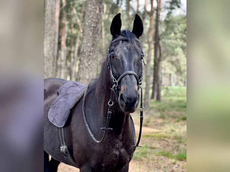 Oldenburger Stute 20 Jahre 166 cm Schwarzbrauner in Glienick