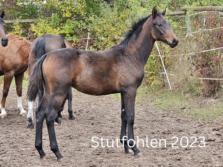 Oldenburger Stute 20 Jahre 168 cm Dunkelbrauner in Flieden