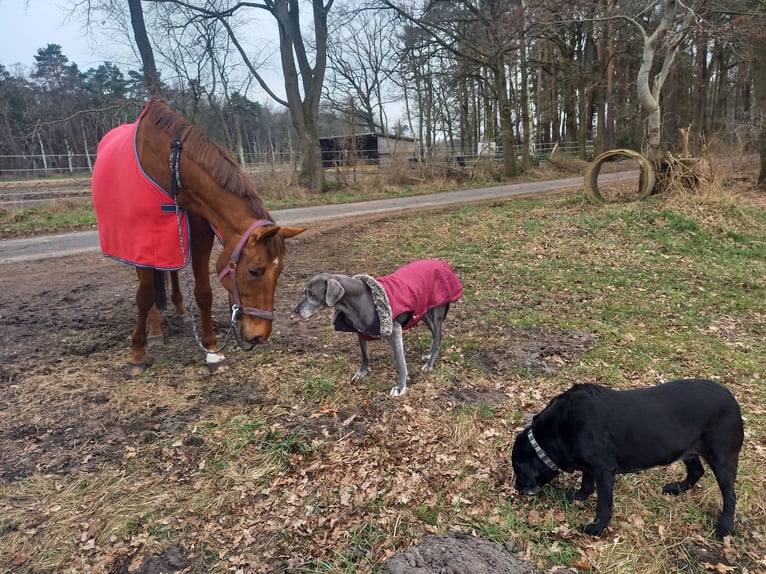 Oldenburger Stute 20 Jahre 169 cm Schwarzbrauner in Edemissen