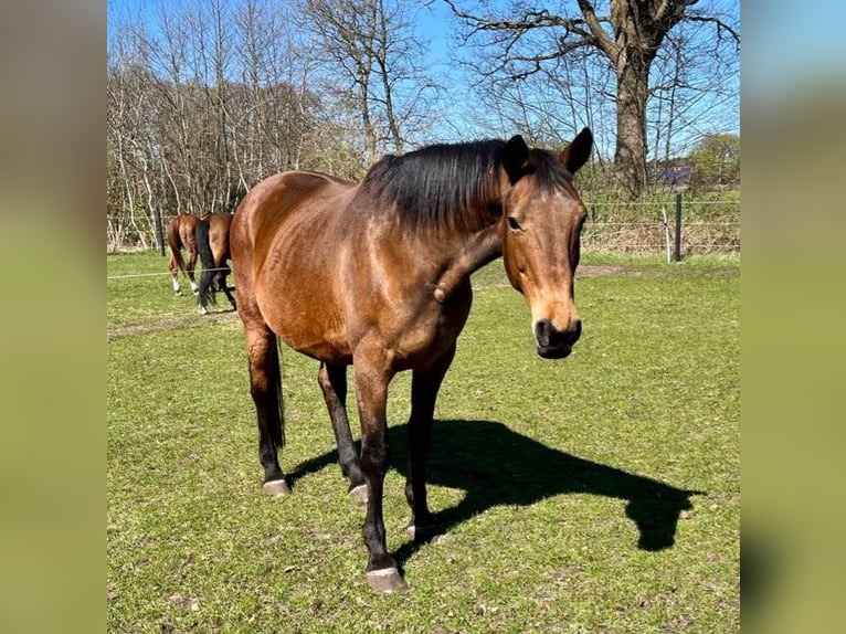 Oldenburger Stute 20 Jahre 172 cm Brauner in Quendorf