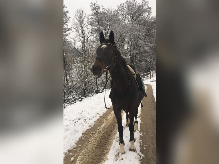 Oldenburger Stute 20 Jahre 175 cm Dunkelbrauner in Göppingen