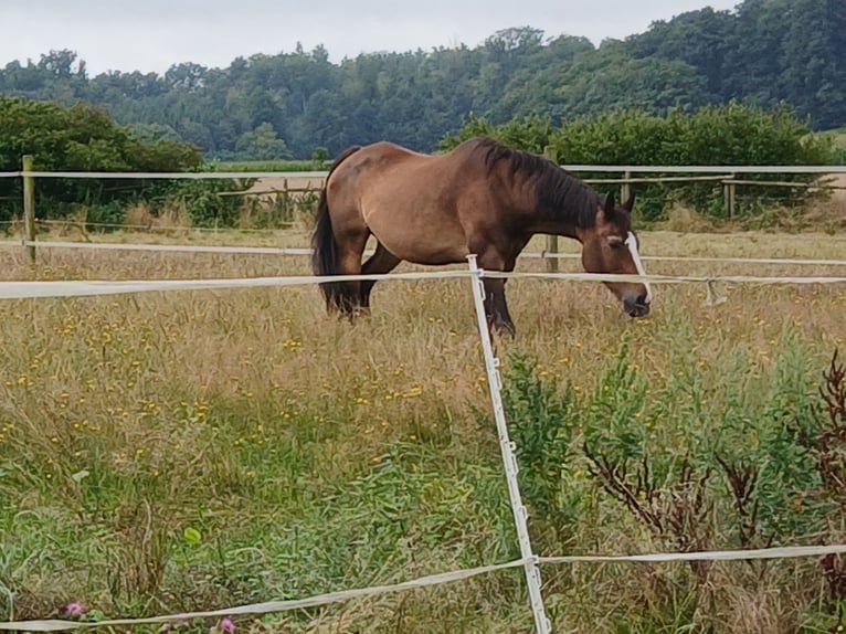 Oldenburger Stute 20 Jahre 176 cm Brauner in Bad Schussenried