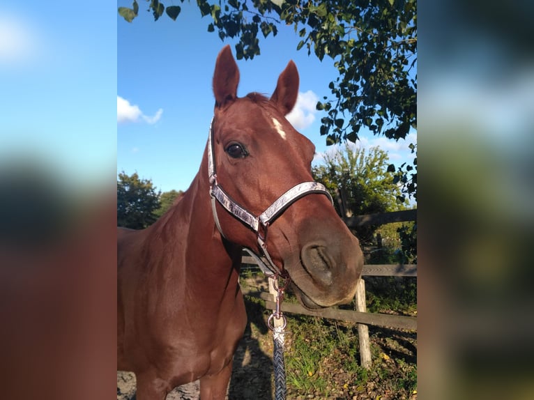 Oldenburger Stute 21 Jahre 162 cm Fuchs in Antdorf