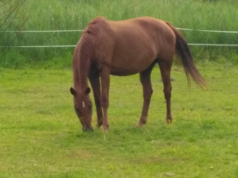 Oldenburger Stute 21 Jahre 162 cm Fuchs in Antdorf