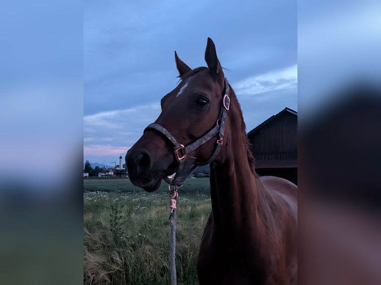 Oldenburger Stute 21 Jahre 162 cm Fuchs in Antdorf