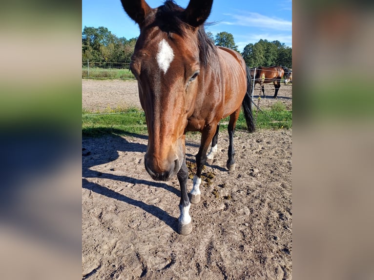 Oldenburger Stute 21 Jahre 165 cm Brauner in Biesenthal