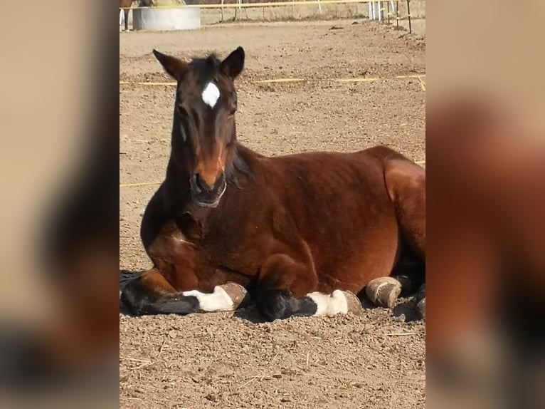 Oldenburger Stute 21 Jahre 165 cm Brauner in Biesenthal