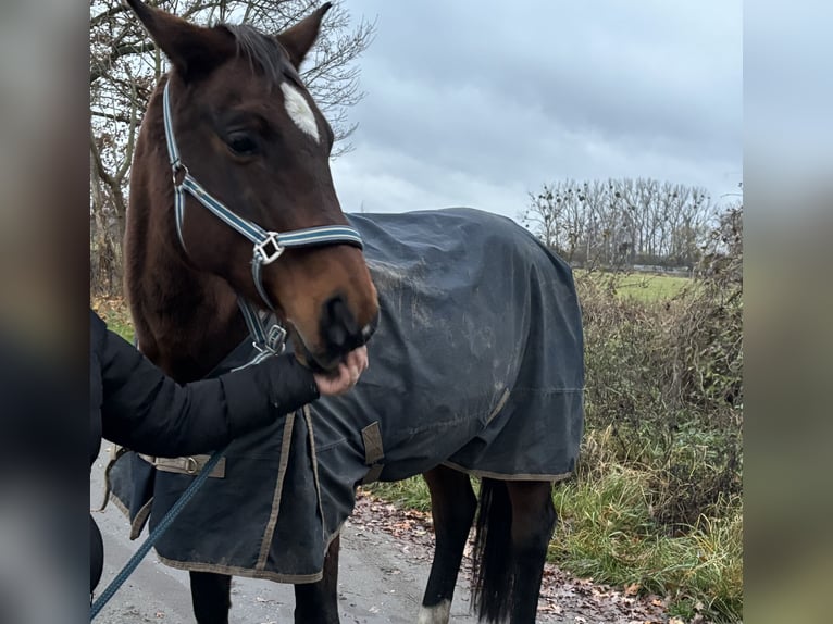 Oldenburger Stute 21 Jahre 165 cm Brauner in Biesenthal
