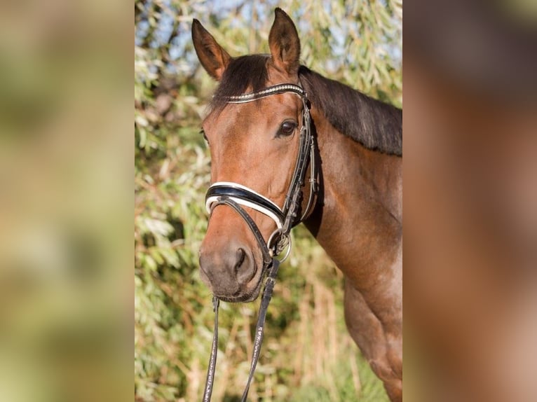 Oldenburger Mix Stute 21 Jahre 165 cm Dunkelbrauner in Sprockh&#xF6;vel