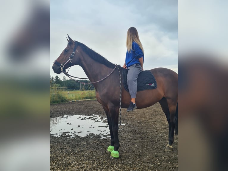 Oldenburger Mix Stute 21 Jahre 165 cm Dunkelbrauner in Sprockh&#xF6;vel