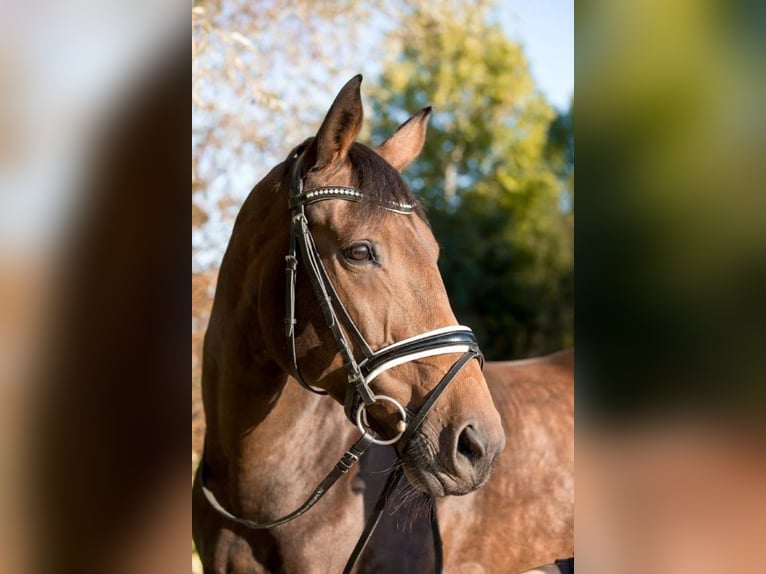 Oldenburger Mix Stute 21 Jahre 165 cm Dunkelbrauner in Sprockh&#xF6;vel