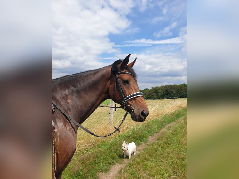 Oldenburger Mix Stute 21 Jahre 165 cm Dunkelbrauner in Sprockh&#xF6;vel