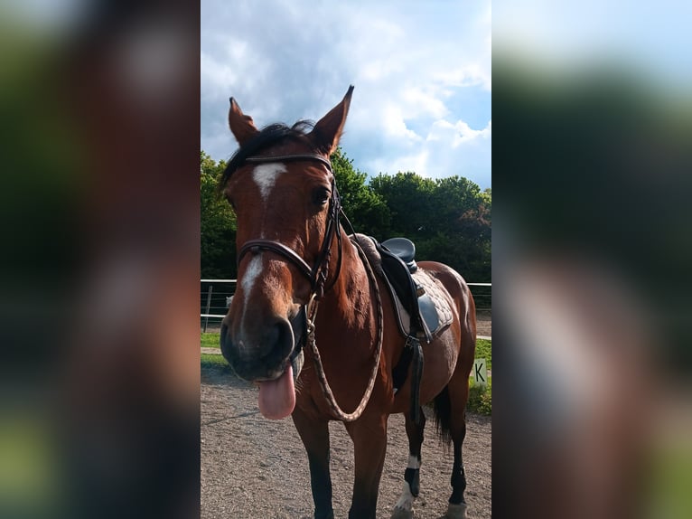 Oldenburger Stute 21 Jahre 168 cm Brauner in SchwechatbachBaden