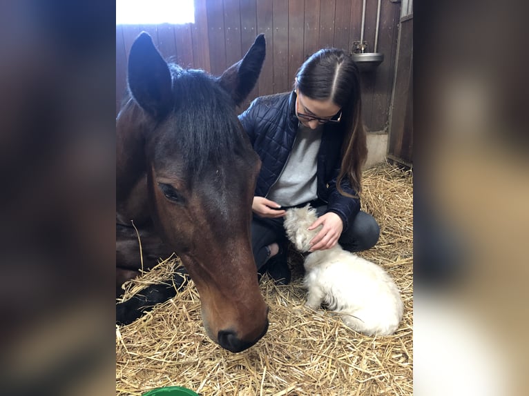 Oldenburger Mix Stute 22 Jahre 165 cm Dunkelbrauner in Sprockhövel