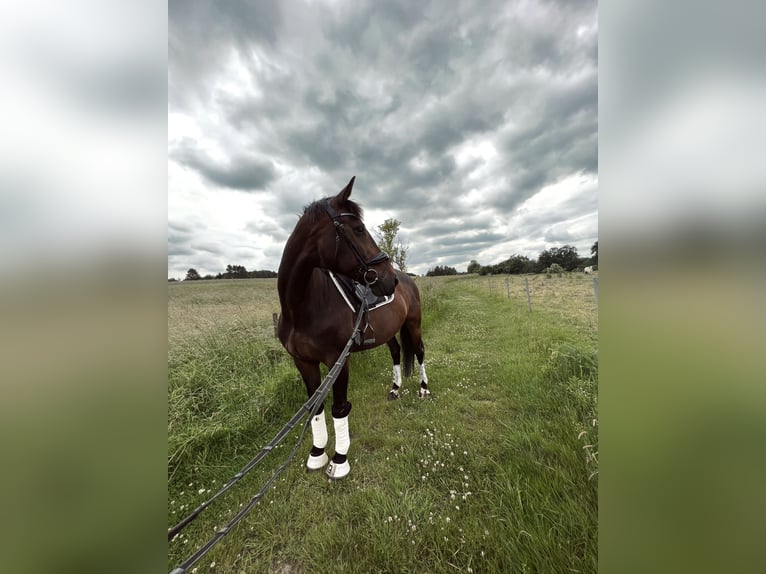 Oldenburger Mix Stute 22 Jahre 165 cm Dunkelbrauner in Sprockhövel