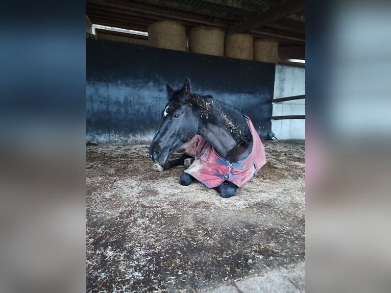 Oldenburger Stute 22 Jahre 166 cm Schwarzbrauner in Daaden