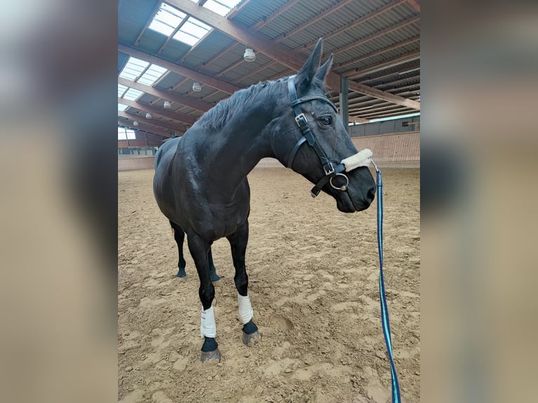Oldenburger Stute 22 Jahre 166 cm Schwarzbrauner in Daaden