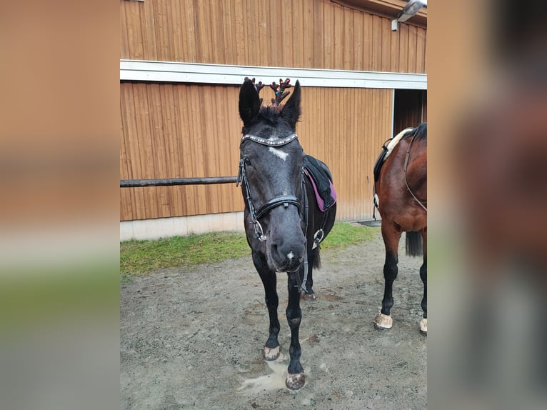 Oldenburger Stute 22 Jahre 166 cm Schwarzbrauner in Daaden