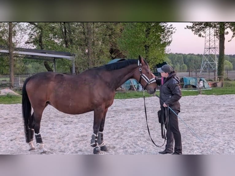 Oldenburger Stute 22 Jahre 171 cm Brauner in Gütersloh