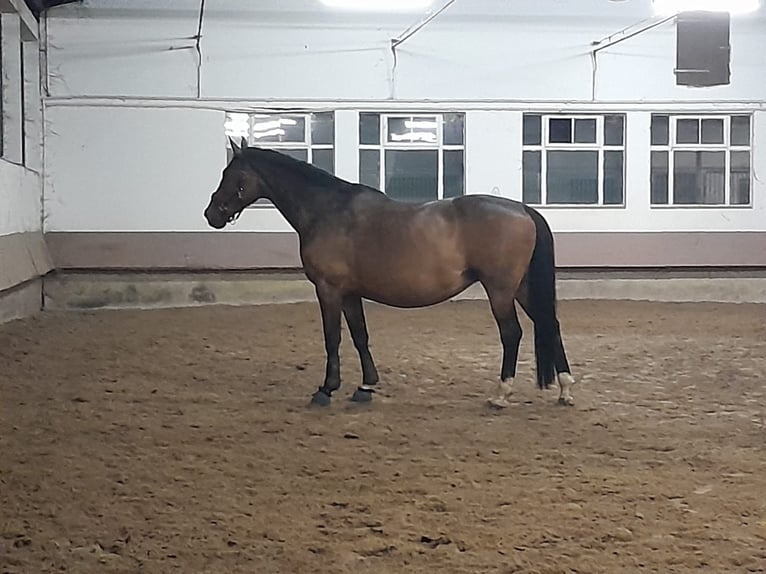Oldenburger Stute 22 Jahre 171 cm Brauner in Gütersloh