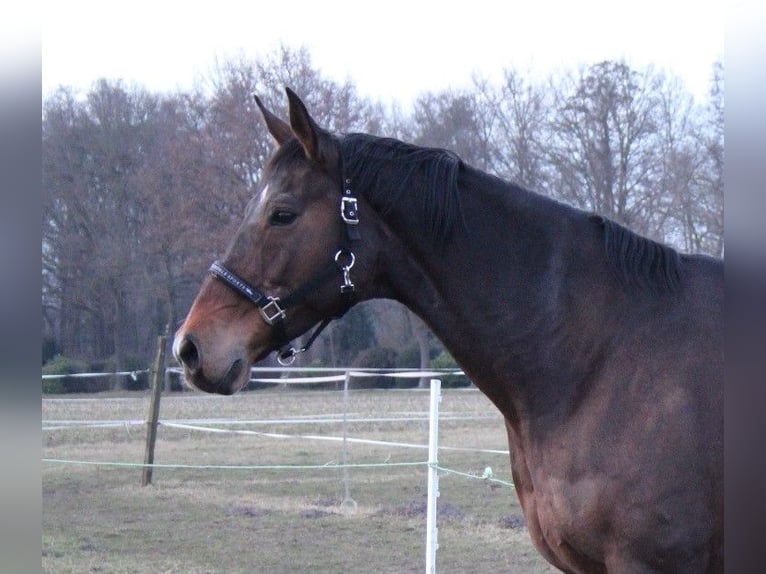 Oldenburger Stute 22 Jahre 171 cm Brauner in Gütersloh