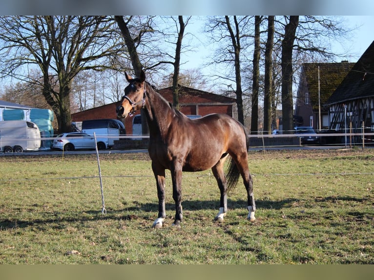 Oldenburger Stute 22 Jahre 171 cm Brauner in Gütersloh