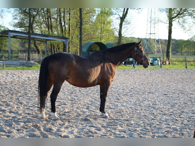 Oldenburger Stute 22 Jahre 171 cm Brauner in Gütersloh