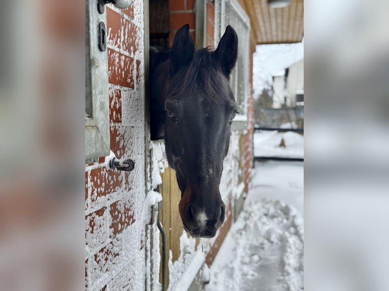 Oldenburger Stute 23 Jahre 163 cm Dunkelbrauner in Vechelde