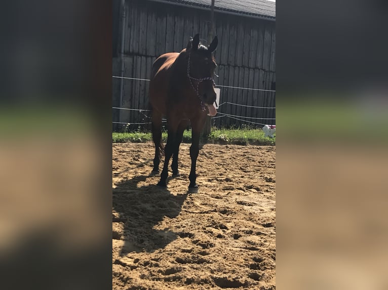 Oldenburger Stute 23 Jahre 165 cm Brauner in Gföhl