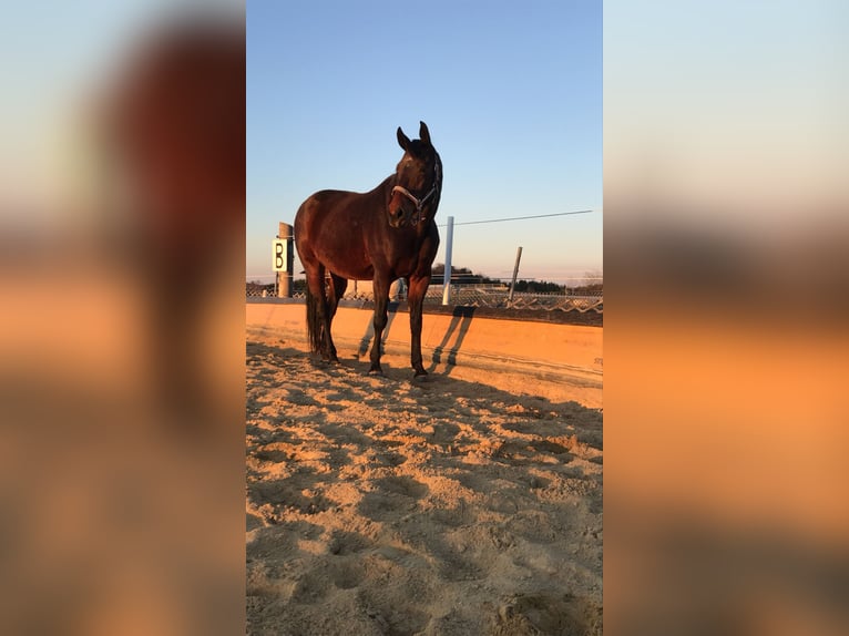 Oldenburger Stute 23 Jahre 165 cm Brauner in Gföhl