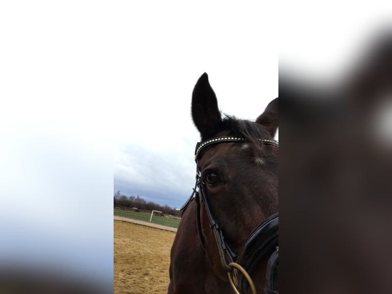 Oldenburger Stute 23 Jahre 165 cm Brauner in Gföhl