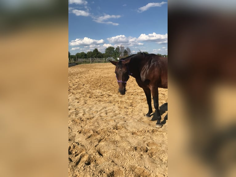 Oldenburger Stute 23 Jahre 165 cm Brauner in Gföhl