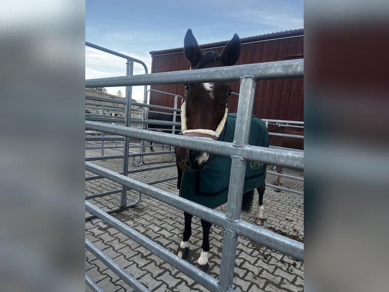 Oldenburger Stute 23 Jahre 165 cm Dunkelfuchs in Beilstein