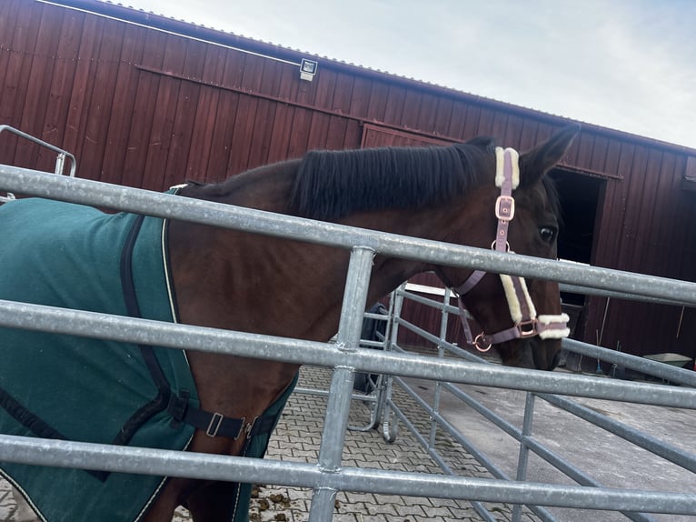 Oldenburger Stute 23 Jahre 165 cm Dunkelfuchs in Beilstein