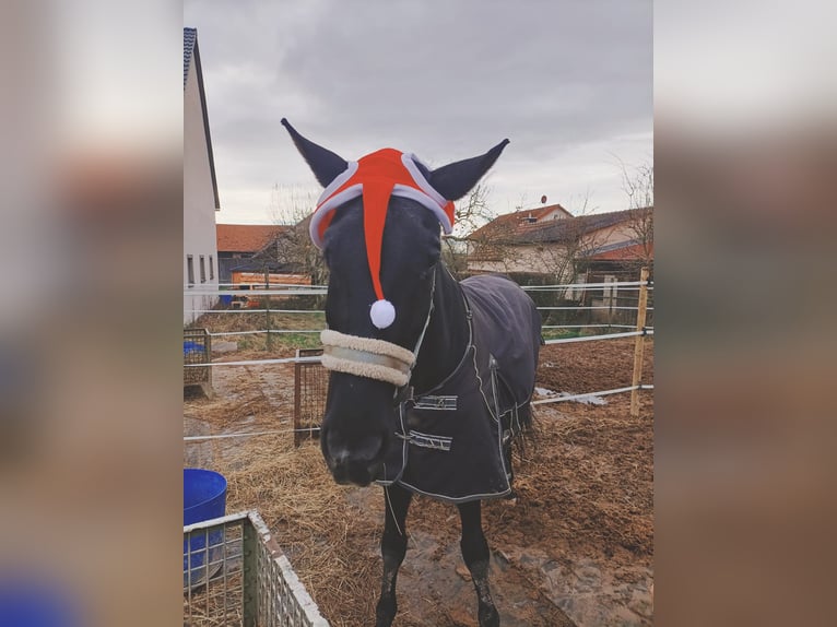 Oldenburger Stute 24 Jahre 173 cm Rappe in Bad Bocklet