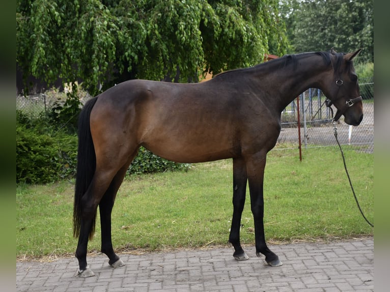 Oldenburger Stute 2 Jahre 147 cm Brauner in Gotha