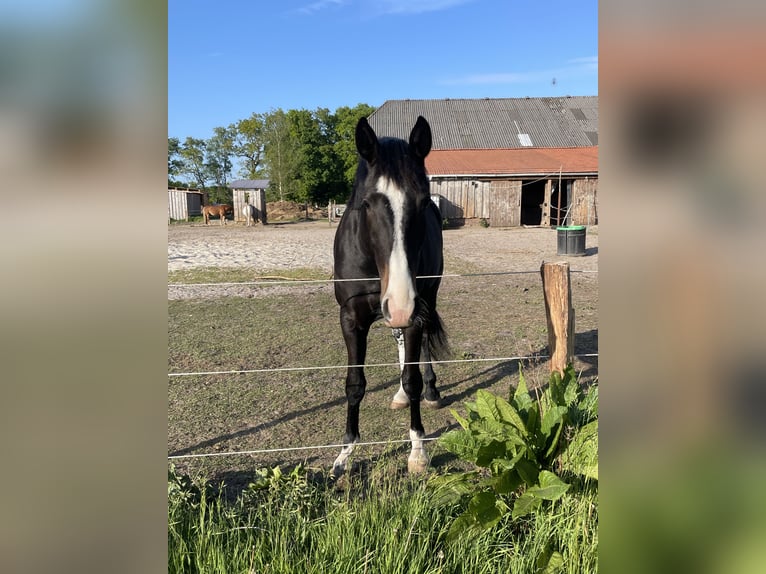 Oldenburger Stute 2 Jahre 158 cm Dunkelbrauner in Aurich