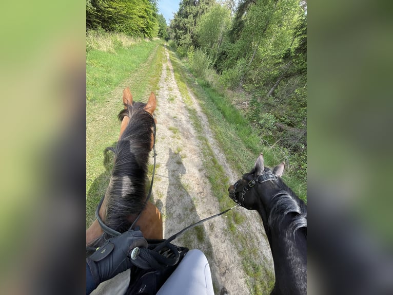 Oldenburger Stute 2 Jahre 158 cm Dunkelbrauner in Aurich