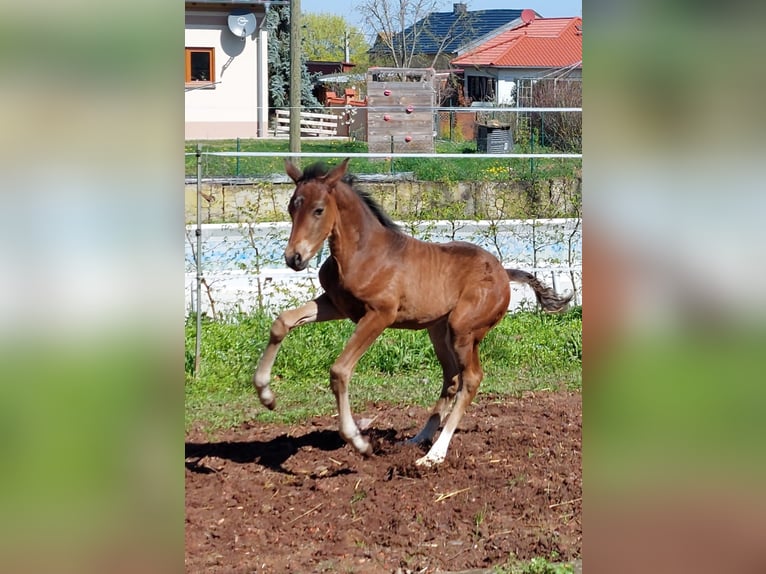 Oldenburger Stute 2 Jahre 160 cm Brauner in Erfurt
