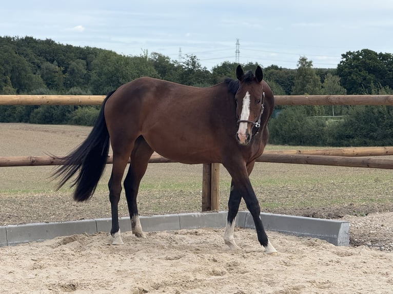 Oldenburger Stute 2 Jahre 160 cm Brauner in Stockelsdorf